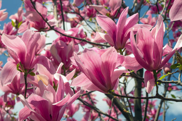 5 SAUCER MAGNOLIA x Soulangeana Denudata & Liliiflora 5 - 10